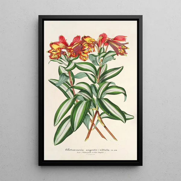 Alstroemeria argentovittata - Charles Antoine Lemaire — framed artwork on a wall