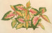 Alternanthera amabilis tricolor - Charles Antoine Lemaire — artwork view