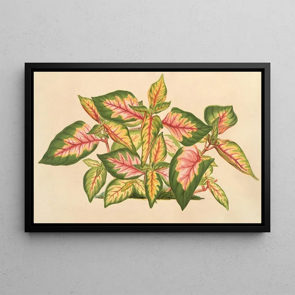 Alternanthera amabilis tricolor - Charles Antoine Lemaire — framed artwork on a wall