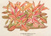Alternanthera amabilis var. - Charles Antoine Lemaire — artwork view