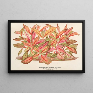 Charles Antoine Lemaire - Alternanthera amabilis var.webp