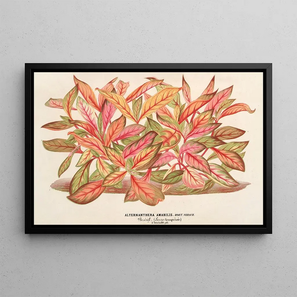 Alternanthera amabilis var. - Charles Antoine Lemaire — framed artwork on a wall