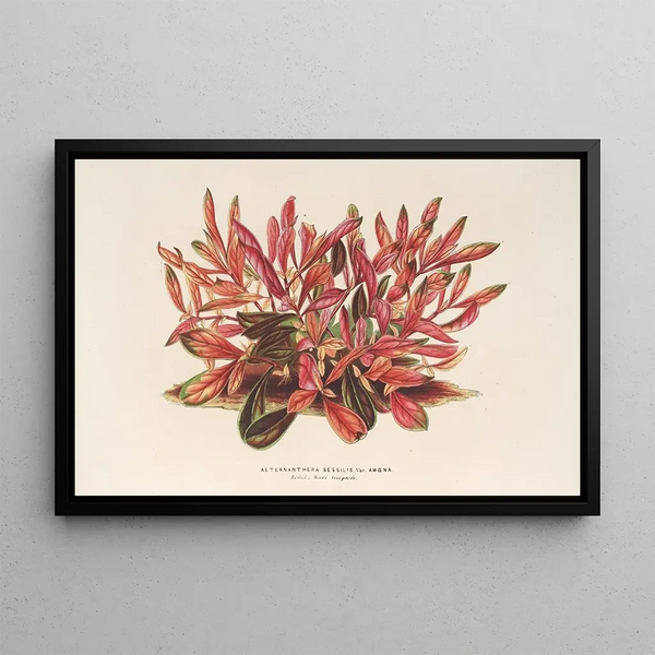 Alternanthera sessilis var. amna - Charles Antoine Lemaire — framed artwork on a wall