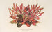 Alternanthera sessilis var. amna - Charles Antoine Lemaire — artwork view