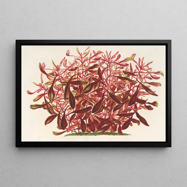 Alternanthera spathulata - Charles Antoine Lemaire — framed artwork on a wall