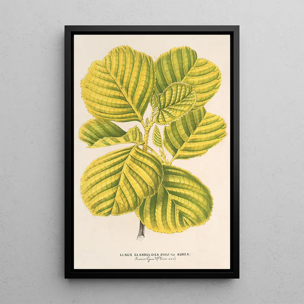 Reproduction of the painting Alnus glutinosa var aurea - Charles Antoine Lemaire