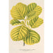 Reproduction of the painting Alnus glutinosa var aurea - Charles Antoine Lemaire