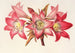 Amaryllis Belladonna - Charles Antoine Lemaire — artwork view