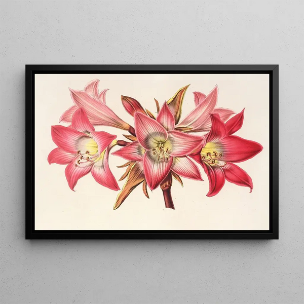 Amaryllis Belladonna - Charles Antoine Lemaire — framed artwork on a wall