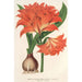 Amaryllis Hippeastrum Alberti - Charles Antoine Lemaire — artwork view
