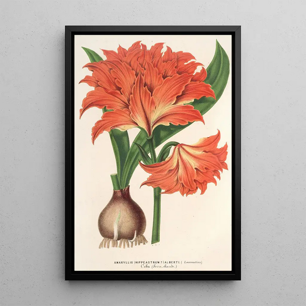 Amaryllis Hippeastrum Alberti - Charles Antoine Lemaire — framed artwork on a wall