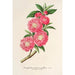 Amygdalus persica roseiflora - Charles Antoine Lemaire — artwork view