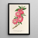 Amygdalus persica roseiflora - Charles Antoine Lemaire — framed artwork on a wall