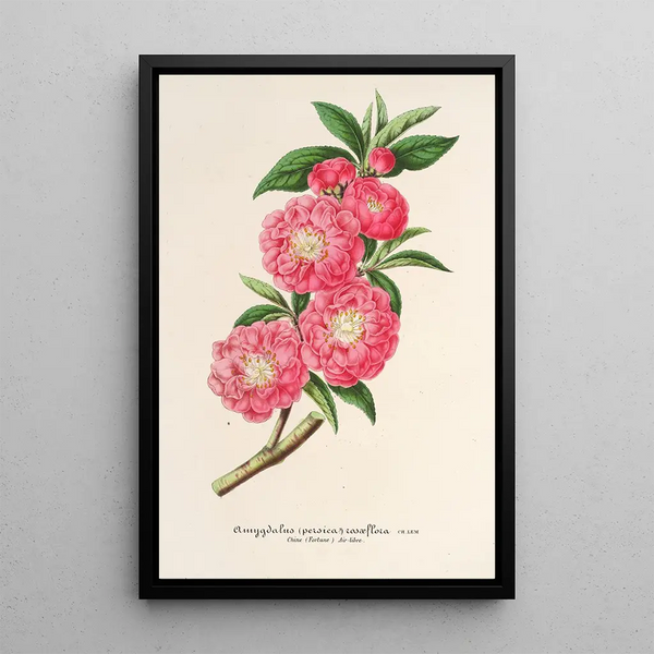 Amygdalus persica roseiflora - Charles Antoine Lemaire — framed artwork on a wall