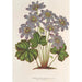 Anemone Hepatica angulosa - Charles Antoine Lemaire — artwork view