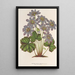 Anemone Hepatica angulosa - Charles Antoine Lemaire — framed artwork on a wall