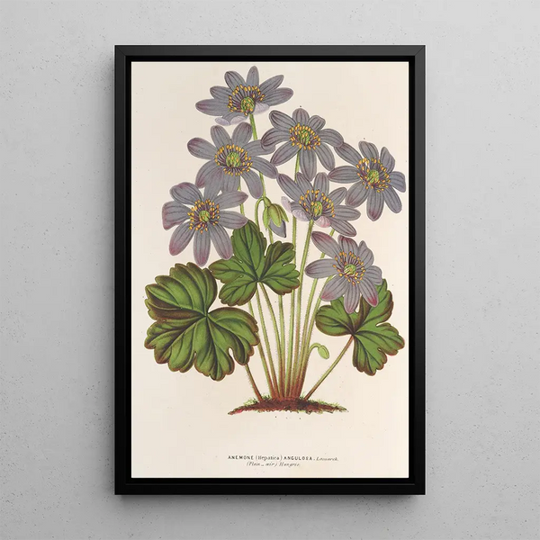 Anemone Hepatica angulosa - Charles Antoine Lemaire — framed artwork on a wall