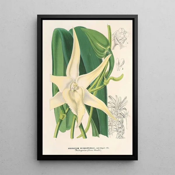 Reproduction of the painting Angraecum sesquipedale - Charles Antoine Lemaire