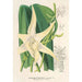 Reproduction of the painting Angraecum sesquipedale - Charles Antoine Lemaire
