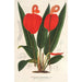 Anthurium Scherzerianum - Charles Antoine Lemaire — artwork view