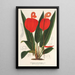 Anthurium Scherzerianum - Charles Antoine Lemaire — framed artwork on a wall