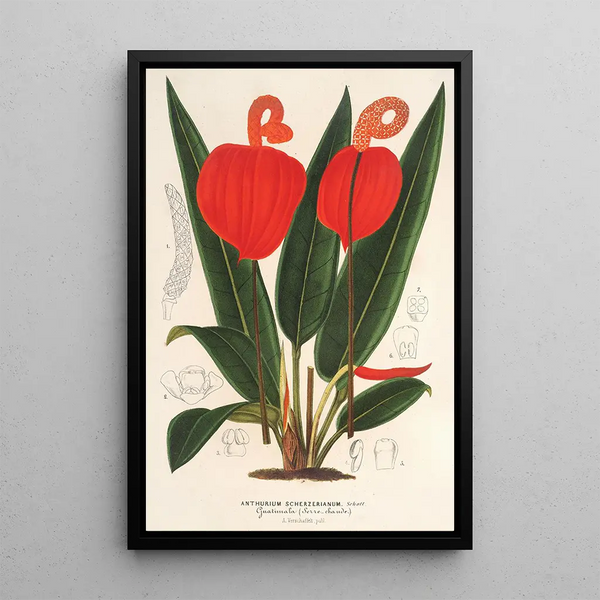 Anthurium Scherzerianum - Charles Antoine Lemaire — framed artwork on a wall