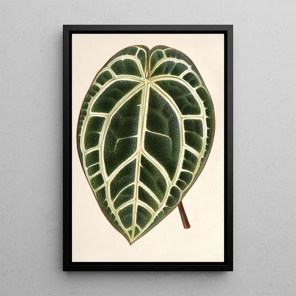 Reproduction of the painting Anthurium crystallinum - Charles Antoine Lemaire