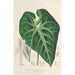 Anthurium leuconeurum - Charles Antoine Lemaire — artwork view