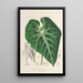Anthurium leuconeurum - Charles Antoine Lemaire — framed artwork on a wall