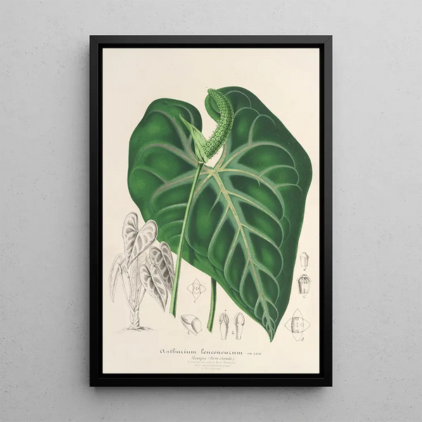 Anthurium leuconeurum - Charles Antoine Lemaire — framed artwork on a wall