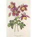 Aquilegia spectabilis - Charles Antoine Lemaire — artwork view