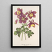 Aquilegia spectabilis - Charles Antoine Lemaire — framed artwork on a wall