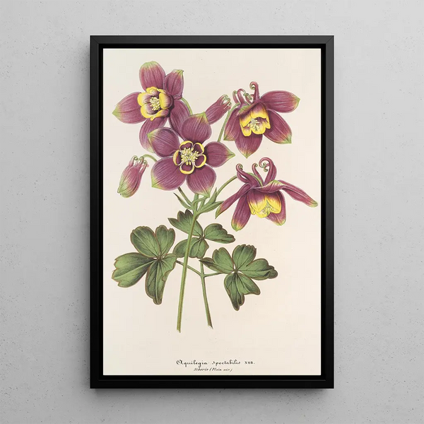Aquilegia spectabilis - Charles Antoine Lemaire — framed artwork on a wall