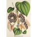 Aristolochia Duchartrei - Charles Antoine Lemaire — artwork view
