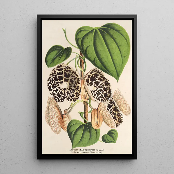 Aristolochia Duchartrei - Charles Antoine Lemaire — framed artwork on a wall
