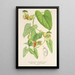 Reproduction of the painting Aristolochia barbata - Charles Antoine Lemaire