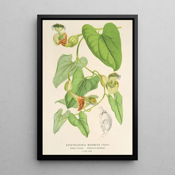 Reproduction of the painting Aristolochia barbata - Charles Antoine Lemaire