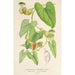 Reproduction of the painting Aristolochia barbata - Charles Antoine Lemaire