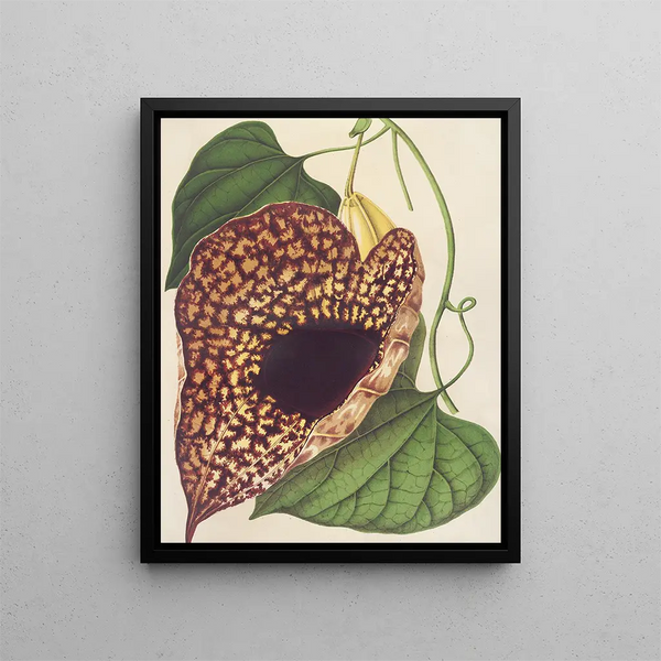 Aristolochia cordiflora - Charles Antoine Lemaire — framed artwork on a wall