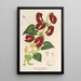 Reproduction of the painting Aristolochia floribunda - Charles Antoine Lemaire