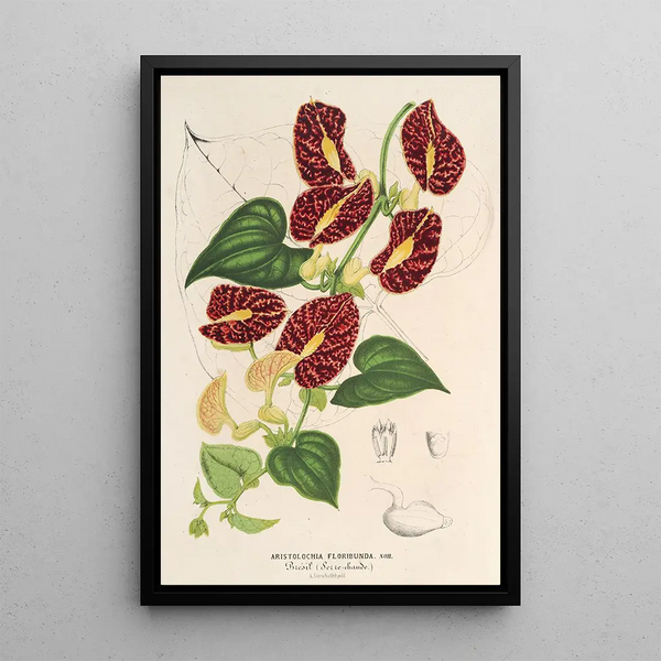 Reproduction of the painting Aristolochia floribunda - Charles Antoine Lemaire