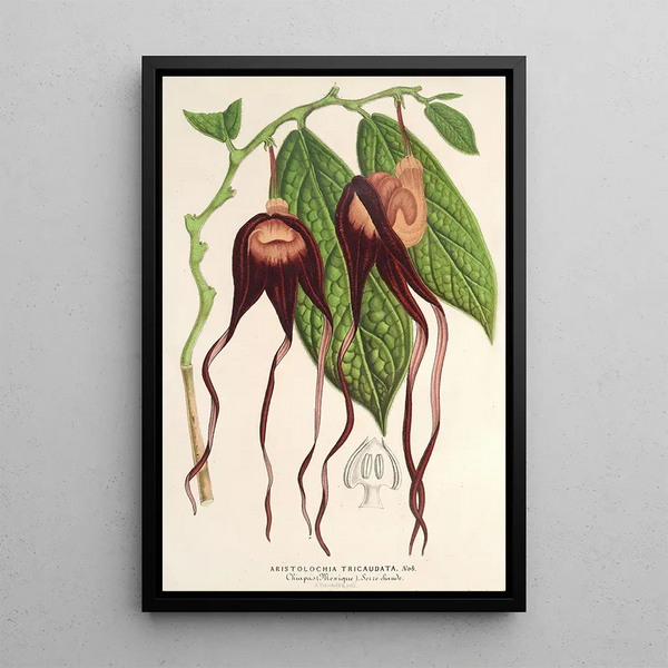 Reproduction of the painting Aristolochia tricaudata - Charles Antoine Lemaire