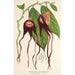 Reproduction of the painting Aristolochia tricaudata - Charles Antoine Lemaire