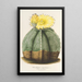 Reproduction of the painting Astrophytum myriostigma - Charles Antoine Lemaire