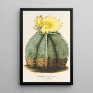 Charles Antoine Lemaire - Astrophytum myriostigma.webp