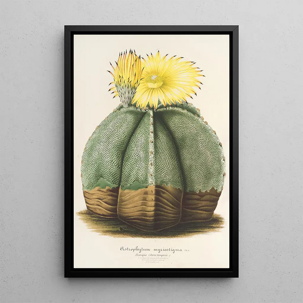 Reproduction of the painting Astrophytum myriostigma - Charles Antoine Lemaire