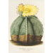 Reproduction of the painting Astrophytum myriostigma - Charles Antoine Lemaire