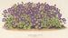 Aubriétia Campbelli var. - Charles Antoine Lemaire — artwork view