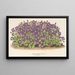 Aubriétia Campbelli var. - Charles Antoine Lemaire — framed artwork on a wall