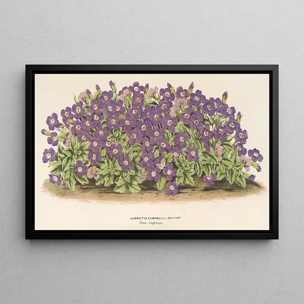Aubriétia Campbelli var. - Charles Antoine Lemaire — framed artwork on a wall